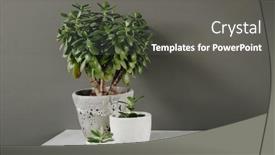  Presentation with money tree - Amazing PPT theme having houseplant-crassula-ovata-jade-plant backdrop and a gray colored foreground