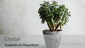  Presentation with money tree - Theme with houseplant-crassula-ovata-jade-plant background and a light gray colored foreground