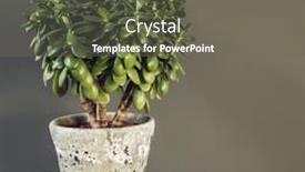  Presentation with money tree - Slides enhanced with houseplant-crassula-ovata-jade-plant background and a gray colored foreground