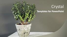  Presentation with money tree - Audience pleasing theme consisting of houseplant-crassula-ovata-jade-plant backdrop and a gray colored foreground