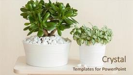  Presentation with money tree - Audience pleasing slide set consisting of houseplant crassula ovata jade plant backdrop and a lemonade colored foreground