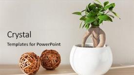  Presentation with ginseng - Presentation with houseplant ficus microcarpa ginseng background and a soft green colored foreground