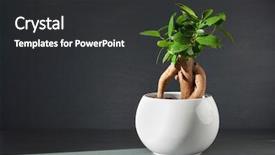  Presentation with ginseng - Presentation design consisting of houseplant ficus microcarpa ginseng background and a dark gray colored foreground