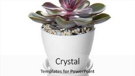  Presentation with blank whiteboard isolated on white - Presentation theme consisting of houseplant in pot isolated background and a white colored foreground