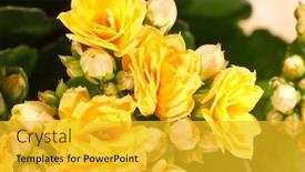  Presentation with biodegradable pot - Audience pleasing slide set consisting of houseplant-kalanchoe-in-pot backdrop and a gold colored foreground