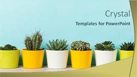  Presentation with succulents - Colorful presentation design enhanced with houseplants-banner-variety-of-succulents backdrop and a cool aqua colored foreground