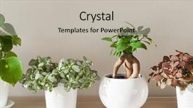  Presentation with ginseng - Cool new slides with houseplants ficus microcarpa ginseng backdrop and a light gray colored foreground