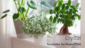  Presentation with ginseng - Presentation design featuring houseplants-fittonia-monstera-and-ficus background and a light gray colored foreground