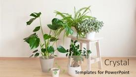  Presentation with ginseng - PPT layouts with houseplants-fittonia-monstera-nephrolepis background and a lemonade colored foreground