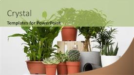  Presentation with gray - Beautiful PPT layouts featuring houseplants-in-pots-isolated backdrop and a mint green colored foreground