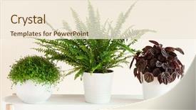  Presentation with teachnology and brain white - Slides enhanced with houseplants nephrolepis peperomia caperata soleirolia background and a  colored foreground