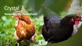  Presentation with animal chicken - PPT theme having animal chicken - closeup of a hen background and a tawny brown colored foreground