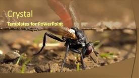  Presentation with ground subsidence - Beautiful presentation design featuring hoverfly-species-xylota-segnis backdrop and a tawny brown colored foreground