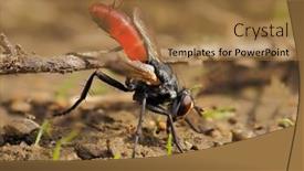  Presentation with solar pannel back ground - Slide set enhanced with hoverfly-species-xylota-segnis background and a coral colored foreground