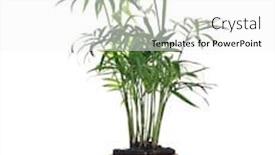  Presentation with palm oil seeds of tree - Amazing theme having howea palm tree in flowerpot backdrop and a white colored foreground