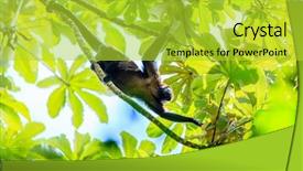  Presentation with costa rica - Audience pleasing theme consisting of howler monkey on a tree backdrop and a yellow colored foreground
