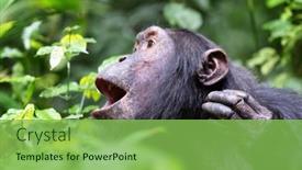  Presentation with tropical rainforest - Slides featuring howling-chimpanzee-pan-troglodytes background and a seafoam green colored foreground