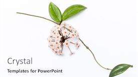  Presentation with condolence white wax candle - Presentation having hoya-ovalifolia-on-white-blackground background and a cool aqua colored foreground