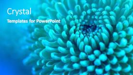  Presentation with autumn blue - Presentation theme featuring hrysanthemum-flower-background-beautiful-blue background and a  colored foreground