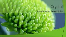  Presentation with autumn blue - Presentation theme having hrysanthemum-flower-background-beautiful-green background and a  colored foreground