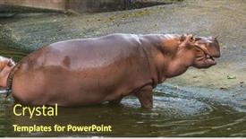  Presentation with park - Presentation design featuring huge-adult-hippo-while-swiming background and a tawny brown colored foreground