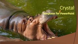  Presentation with park - Cool new PPT theme with huge-adult-hippo-while-swiming backdrop and a tawny brown colored foreground