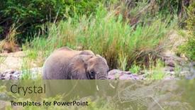  Presentation with exotic animals - PPT theme with huge-african-elephant-grazes background and a mint green colored foreground