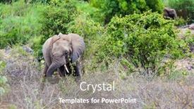  Presentation with africa tourism - Slide set consisting of huge-african-elephant-grazes background and a gray colored foreground
