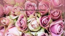  Presentation with pink roses - PPT layouts featuring pink roses pink roses background background and a coral colored foreground