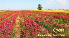  Presentation with balloon - Amazing PPT layouts having huge bright balloon flies above a picturesque field of colorful blooming buttercups backdrop and a tawny brown colored foreground