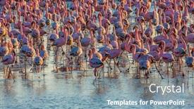  Presentation with birds - Colorful PPT layouts enhanced with huge-colony-of-pink-flamingos backdrop and a light blue colored foreground