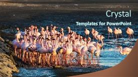  Presentation with tourism - PPT theme consisting of huge-colony-of-pink-flamingos background and a tawny brown colored foreground