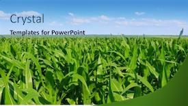 Presentation with corn field - Slide set having huge-corn-field-lots background and a light blue colored foreground