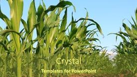  Presentation with corn field - Slide set having huge-corn-field-lots background and a tawny brown colored foreground