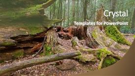  Presentation with walking trail - PPT theme featuring huge dead hollow old tree background and a violet colored foreground