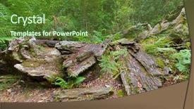 Presentation with walking trail - Amazing theme having huge dead tree bark backdrop and a tawny brown colored foreground