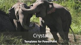  Presentation with animal conservation - Colorful presentation design enhanced with huge-elephant-couple-in-jungle backdrop and a dark gray colored foreground