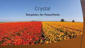  Presentation with red blue yellow - Presentation theme enhanced with huge-field-blossoming-red background and a light blue colored foreground