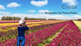  Presentation with rural tourism - Colorful presentation theme enhanced with huge field of garden buttercups long stripes of large yellow and purple flowers bright spring sun shines through the clouds concept of rural and ecological tourism backdrop and a light blue colored foreground