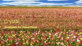  Presentation with rural tourism concept - Presentation theme enhanced with huge field of spring flowering garden buttercups kibbutz in the south of israel concept of ecological and rural tourism background and a red colored foreground