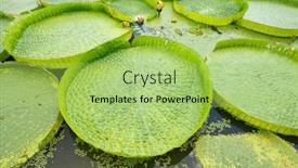  Presentation with lotus water - Cool new PPT layouts with huge-floating-lotus-giant-amazon backdrop and a yellow colored foreground