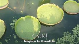  Presentation with lotus water - Slide set featuring huge-floating-lotus-giant-amazon background and a tawny brown colored foreground