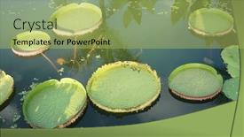 Presentation with lotus water - PPT theme enhanced with huge-floating-lotus-giant-amazon background and a yellow colored foreground