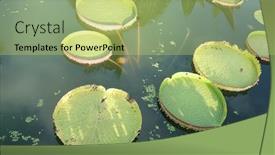  Presentation with lotus water - Amazing slide set having huge-floating-lotus-giant-amazon backdrop and a yellow colored foreground