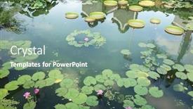  Presentation with lotus water - Presentation design consisting of huge-floating-lotus-giant-amazon background and a seafoam green colored foreground