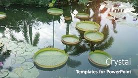  Presentation with lotus water - Slide set with huge-floating-lotus-giant-amazon background and a ocean colored foreground