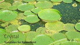 Presentation with lotus water - Amazing slide set having huge-floating-lotus-giant-amazon backdrop and a yellow colored foreground