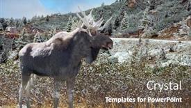  Presentation with spruce - Presentation theme consisting of huge-gray-moose-stands background and a tawny brown colored foreground