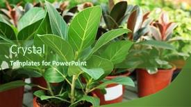  Presentation with greenhouse - Audience pleasing slide set consisting of lot of flowers and plant backdrop and a forest green colored foreground