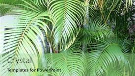  Presentation with ferns - Colorful PPT theme enhanced with huge-gugantic-perm-tree-fronds backdrop and a seafoam green colored foreground